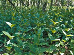 Image result for Vincetoxicum afrum