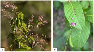 Image result for Polhillides velutina