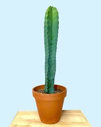 Image result for Cereus