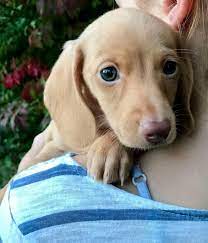 Come visit us in huntington ny today. Miniature Dachshund Puppies For Sale In Buffalo New York Puppies For Sale Near Me