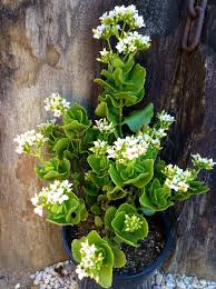 Kalanchoe Blossfeldiana Cv Cosmic Kalanchoe Blossfeldiana Succulents Plants