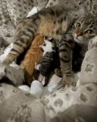 This stage of labor is marked by visible straining. Stages Of Feline Labor And Birth Lovetoknow