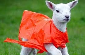 Lunile mai, iunie şi iulie din acest an vor fi mai călduroase şi mai uscate decât în mod normal, potrivit unei estimări sezoniere realizate de catre centrul citeşte mai multe despre: Prognoza Meteo Pe UrmÄƒtoarele Trei Luni Cum Va Fi Vremea De Paste 2018 Alba24