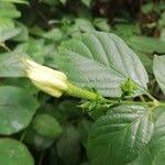 Image result for Heinsia