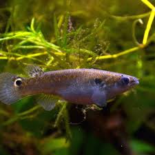 3 Types Of Fish That Can Climb Trees The idea that some people are just good at some things are. 3 types of fish that can climb trees