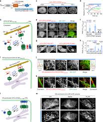 All biological membranes are made of two main components because the lipid part is repelled by water, it cannot be left out in the open, so another layer of phosopholipids will line up next to the first layer, with the lipid parts facing each. Optogenetic Engineering To Probe The Molecular Choreography Of Stim1 Mediated Cell Signaling Nature Communications