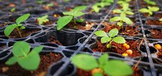 Sapulut forest development sdn bhd, or fondly known as sapulut, is a sustainable forestry company located in the state of sabah, malaysia. Sapulut Forest Development Sdn Bhd Linkedin