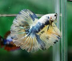 Dsc01311 Betta Fish Betta Beautiful Fish