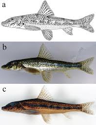 Image result for Pseudovigna