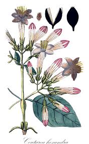 Image result for Hexasepalum flavescens