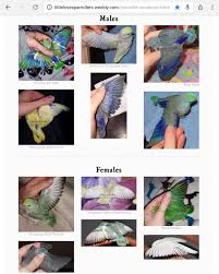 Unexpected Parrotlet Mutation Chart 2019