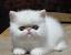 Black Exotic Shorthair