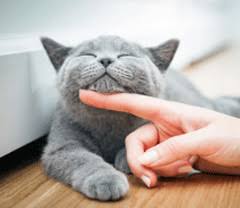 En france, un garde particulier est un agent chargé de certaines fonctions de police judiciaire. Service Garde D Animaux A Domicile Voisins Garde D Animaux Jobbing Entre Particuliers Kiwiiz