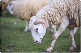 Image result for Q Fever