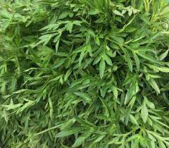 Image result for Kotschya uguenensis