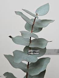 Image result for Eucalyptus