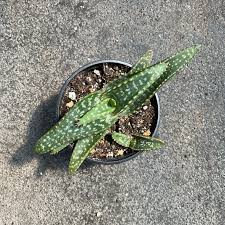 Image result for Aloe zebrina