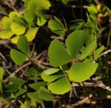 Image result for Marsilea villifolia
