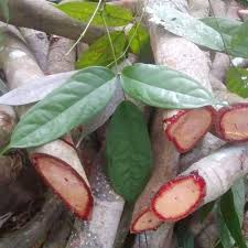 We did not find results for: Herbal Bajakah Tampala Merah Berdaun Tiga 500 G Terbaru Agustus 2021 Harga Murah Kualitas Terjamin Blibli