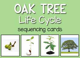 Tree Leaf Science Activities Tree Life Cycle For Preschool Pre K Tree Life Cycle Life Cycles Preschool Life Cycles