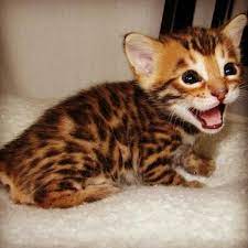See more of quality bengal kittens on facebook. Bengal Cats For Sale Las Vegas Nv 206845 Petzlover