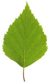 Birch Leaf Birch Tree Leaves Birch Tree Art Birch Tree