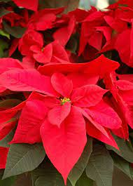 How To Grow Christmas Poinsettias Poinsettia Plant Christmas Plants Most Beautiful Flowers