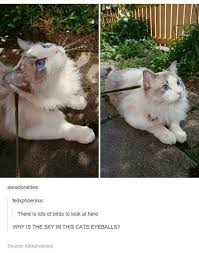 The Sky In Her Eye Balls Cute Animals Cute Baby Animals Funny Animals