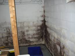 Cleaning and disinfecting is necessary to kill mold and bacteria, remove grime and improve a basement's overall appearance and safety. Home Design Architecture Cleaning Mold Off Basement Walls