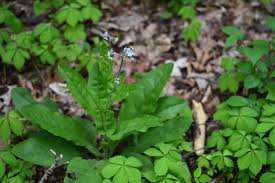 Image result for Limeum myosotis