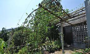 Begitu orang sering mengatakan perumpamaan untuk menggambarkan suatu kondisi alternatif. Agromedia Memanfaatkan Atap Rumah Untuk Berkebun Ala Janti Wignjopranoto Agromedia