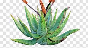 Many people keep aloe vera plants in their kitchens for design and medicinal uses. Aloe Vera Succulent Plant Plants Desert Cactus Aloes Barbadensis Miller Transparent Png