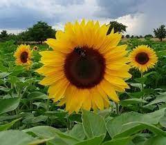 Sunrich Orange Summer F1 Holmes Seed Company Growing Sunflowers Maple Tree Seeds Plants