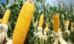Chanceller Brasil - Agronegócio news