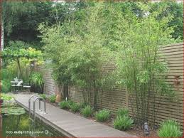 Weitere ideen zu sichtschutz pflanzen, garten, pflanzen. Sichtschutz Pflanzen Winterhart