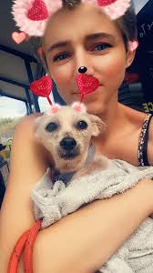 Adopted maltese mix recovering from neglect