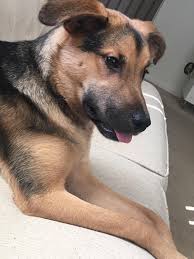 How long do border collie german shepherd mixes live? My Border Collie German Shepherd Mix Mona Aww