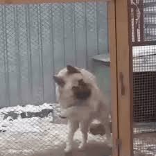 Verbringen sie den rest ihrer mittagspause, um ihre stimmung für sich und ihre freunde zu verbessern. Lustige Tiere Gifs 150 Animierte Bilder Zum Aufheitern
