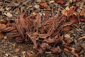Image result for Huernia levyi