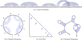 Figure 1 From Jviz Rna An Interactive Graphical Tool For Visualizing Rna Secondary Structure Including Pseudoknots Semantic Scholar