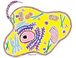 We did not find results for: Adv No Definitions Labeling Animal Cell Organelles Diagram Quizlet