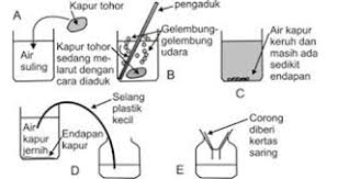 Daun putri malu akan menutup bila disentuh. Praktikum Respirasi Pada Makhluk Hidup Media Ilmu