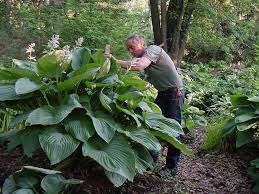 Check spelling or type a new query. Full Shade Perennials What Perennials Grow In Shade Proven Winners