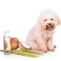 Pets Coconut Oil Coconut Oil For Dogs Oils For Dogs Dog Benefits
