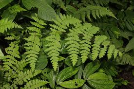 Image result for Histiopteris incisa