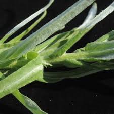 Image result for Helichrysum stenopterum