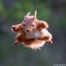 Anybody seen the Beacon red squirrels leaping like this?