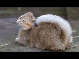 Super Funny Animals Try Not To Laugh Or Smile Impossible Youtube Try not to laugh or grin while watching funny animals compilation with the funniest animal vines.