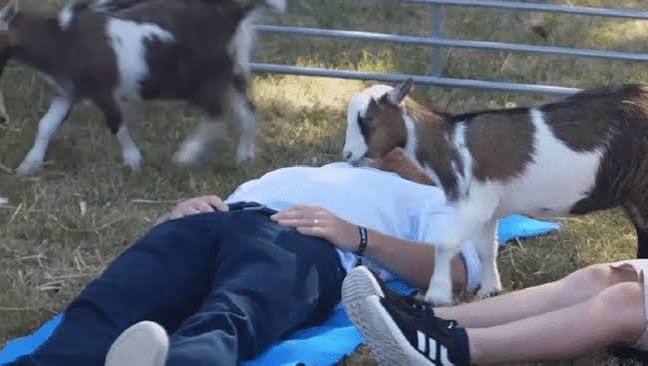 Prince Harry's crown jewels kicked by clumsy goat during trendy yoga session  | Sky News Australia
