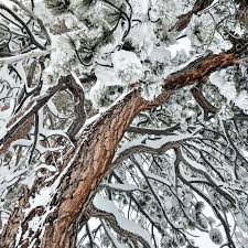 Pine trees are ubiquitous, unattractive and can require intensive management. Took Shelter Under A Pine Tree During A Yosemite Snow Storm Pics